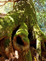 Obraz premium Close-up of a moss-covered tree with large exposed roots and a dark hollow trunk, captured in natural forest light. Earthy textures and vibrant green tones in a peaceful woodland setting.