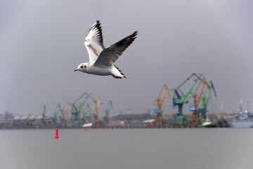Seagull in Flight Over Waterfront With Industrial Harbor Cranes in View
