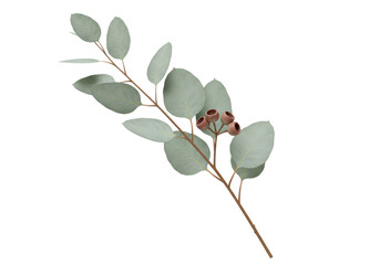 Isolated Eucalyptus Branch with Leaves