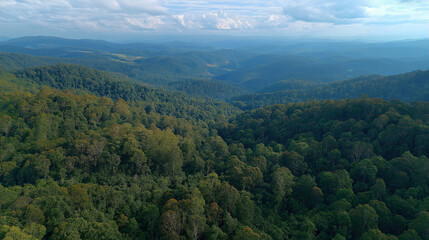 Fototapeta premium Wide aerial shot of a lush forest stretching to the horizon