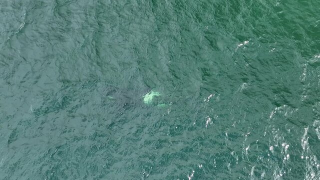 Aerial view of an orca swimming in the open ocean with its stark black and white markings contrasting against the green water, Juneau, Alaska, United States.