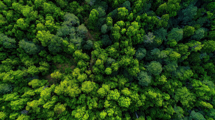 Naklejka premium Wide aerial shot of a lush forest stretching to the horizon