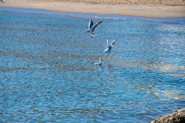 tres gaviotas en la playa de la Malvarrosa Valencia