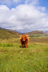 Majestic Highland Cow in Scenic Scottish Landscape With Fields And Mountains