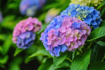 Vibrant Hydrangea Bush with Colorful Blossoms Perfect for Garden Design Inspiration