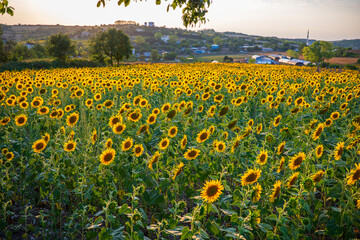 Bright Sunflower Flower. Summer time. Field of sunflowers in the warm light of the setting sun.