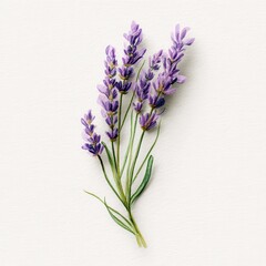 Obraz premium A watercolor painting of a small bouquet of lavender flowers on a white background