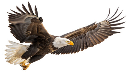 Fototapeta premium Download bald eagle flying image free stock photo majestic bird of prey american symbol patriotic freedom