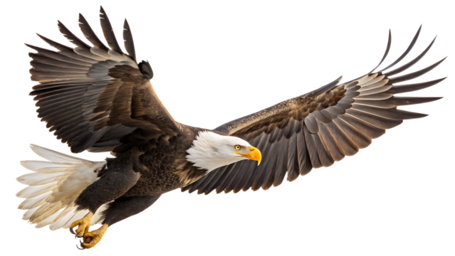 Download bald eagle flying image free stock photo majestic bird of prey american symbol patriotic freedom - Powered by Adobe
