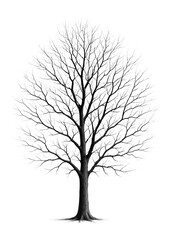 Obraz premium Intricate black silhouette of a leafless tree with detailed branches on transparent background.