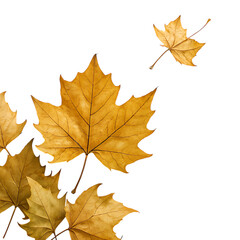 Fototapeta premium Golden autumn maple leaves scattered isolated on transparent background