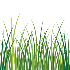 A vibrant illustration of lush green grass blades reaching upwards against a clean white background, suggesting growth and nature.