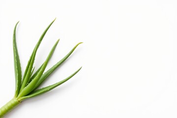 Fototapeta premium An image of an aloe vera plant isolated on a white background, place the plant in the upper portion of the image