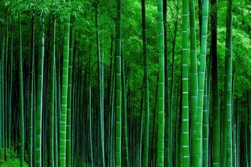 Fototapeta premium Dense emerald bamboo forest