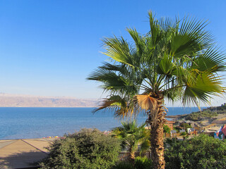 beautiful large tropical palm trees grow on the coast