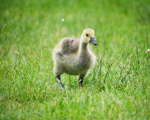 Fluffy Baby Goose in Natural Green Meadow