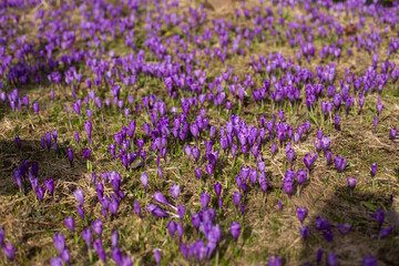 close up of beautiful crocus flowers on the field