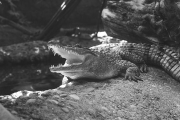 beautiful photo of a large crocodile in the zoo