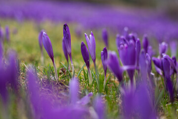 close up of beautiful crocus flowers on the field