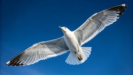Obraz premium Seagull soaring gracefully against a vibrant blue sky
