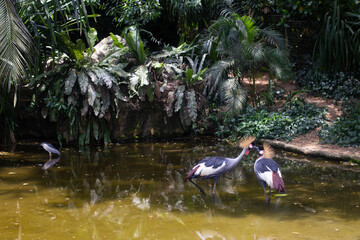 beautiful bird Balearica regulorum in captivity in the zoo