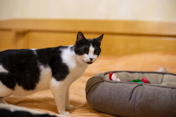 beautiful domestic fluffy black and white cat in the house with his toys