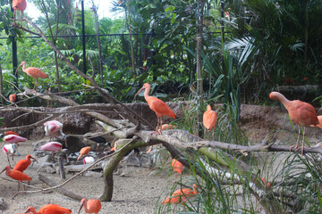 beautiful red Ibis bird in the nature reserve