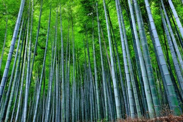 Dense bamboo forest, vibrant green and teal