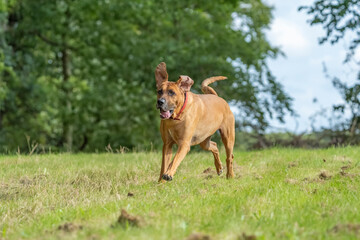 Danish Broholmere mastiff jumping and playing on the lawn 2025