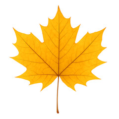 Obraz premium Golden maple leaf isolated on transparent background