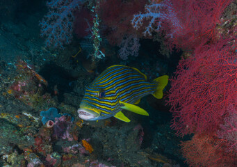 A Sweetlips - photographed in a dive site in Bali