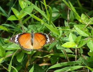 Fototapeta premium Plain Tiger Butterfly sitting on a twig