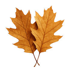 Fototapeta premium Two autumn oak leaves isolated on transparent background