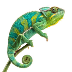 Obraz premium Chameleon reptile lizard isolated on black background animal wildlife nature exotic pet green blue