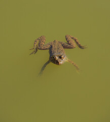 Frog in the Murky Water of a Pond