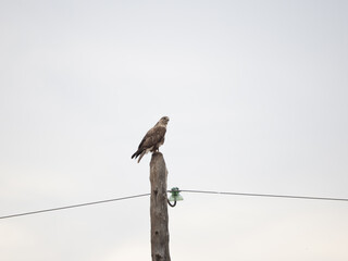 Upland Buzzard