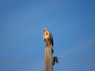 Upland Buzzard