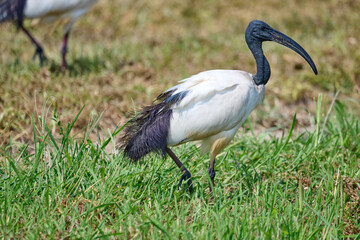 african sacred ibis or threskiornis aethiopicus seen in piemonte italy
