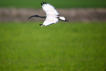 african sacred ibis or threskiornis aethiopicus in piemont italy