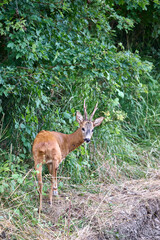 roebuck in italy