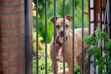 watch dog in italy, brak in make my day