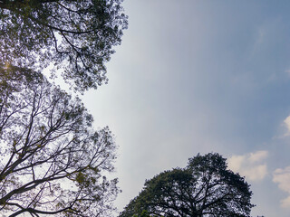 Dramatic low-angle view of towering tropical trees with intricate branching patterns silhouetted...