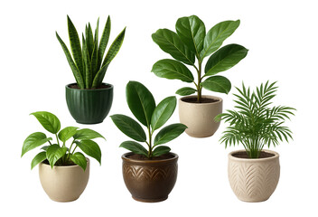 Obraz premium A collection of five potted houseplants including snake plant, rubber plant, and palm, each in a unique decorative pot on transparent background.