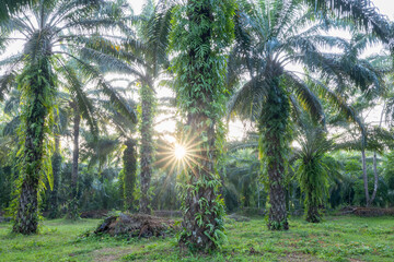 The landscape of a palm oil plantation during sunrise.