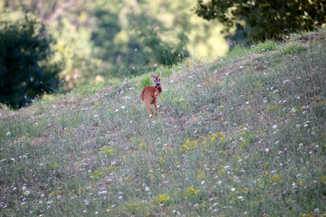 deer in the meadow