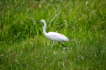 Fototapeta premium great white heron ardea cinerea