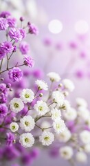 Delicate purple and white flowers blossoms with soft focus background