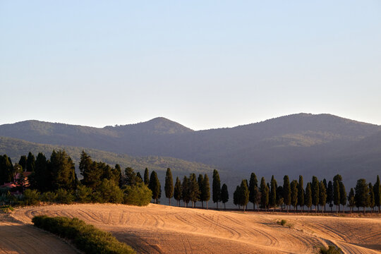 cipresses on the mountain in tuscany