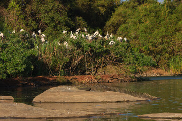 Ranganathittu Bird Sanctuary near Mysore : A mugger crocodile basking on a rock which a flock egrets are congregated atop a tree.