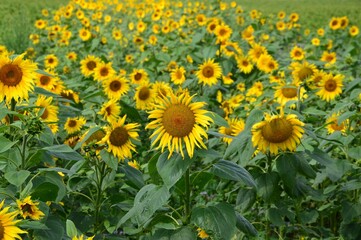 wunderschöne Sonnenblumen
